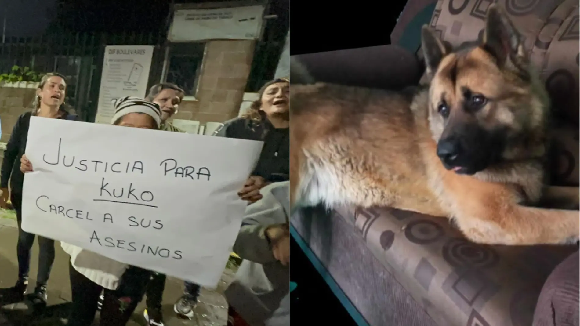 Kuko perrito 2